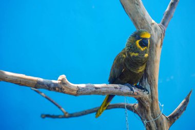 Kahverengi Lory (Chalcopsitta duivenbodei) dengan latar belakang warna biru.