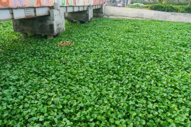 Water hyacinth is a hydrophyte plant that floats freely in freshwater ecosystems. Water hyacinth grows naturally in rivers. clipart