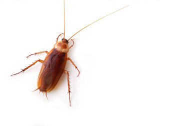 Top view a dead cockroach isolated on a white background. clipart