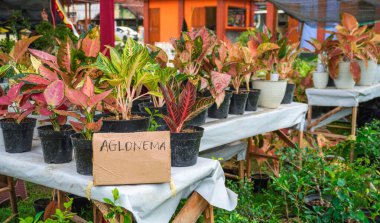 aglonema is sold at festivals with writing on the cardboard that says aglonema. clipart