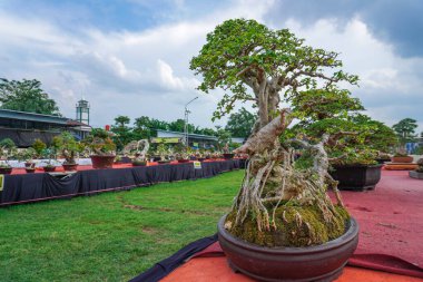 Bonsai ağaç festivali şehir parkında düzenlendi.
