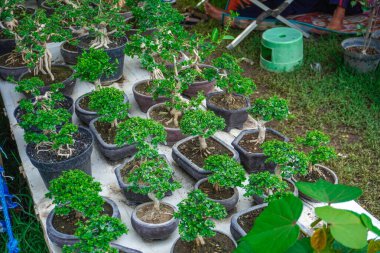 Festivallerde bonsai ağaçları satılıyor.