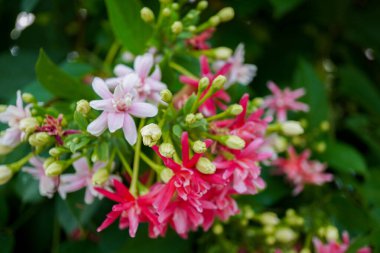 Quisqualis Indica flowers in the bud state are white and then in full bloom have light pink and dark pink colors.