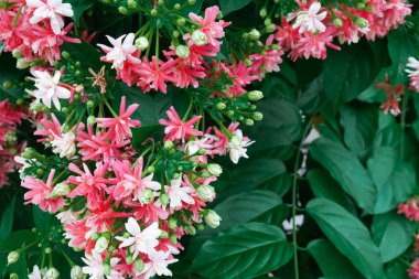 Quisqualis Indica flowers in the bud state are white and then in full bloom have light pink and dark pink colors.