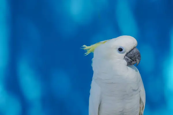 Sülfür armalı kakadu, Cacatua galerita, mavi arka planda..
