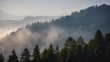 Sisli dağlar, sisli köknar ormanları, sabah ışığında sisli ağaçlar. Yüksek kalite fotoğraf