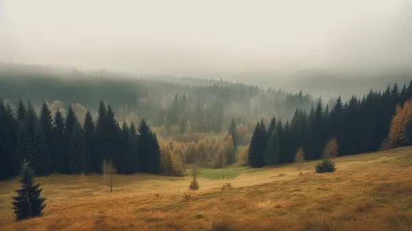 Niebla Brumosa Bosque Pinos Laderas Montaña Tonificación Color — Foto de Stock