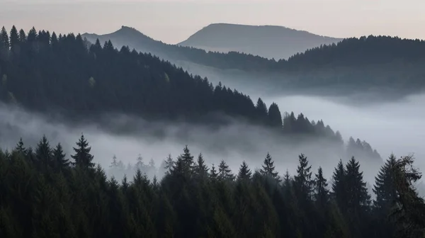 Montañas Brumosas Con Abeto Niebla Árboles Brumosos Luz Mañana Foto — Foto de Stock