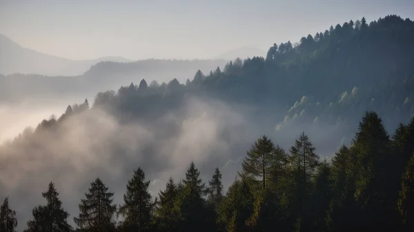 Montañas Brumosas Con Abeto Niebla Árboles Brumosos Luz Mañana Foto — Foto de Stock