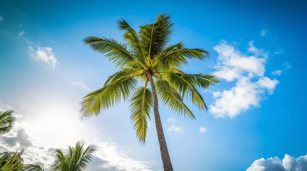 Palm Tree On Beach Against Sky. High quality photo