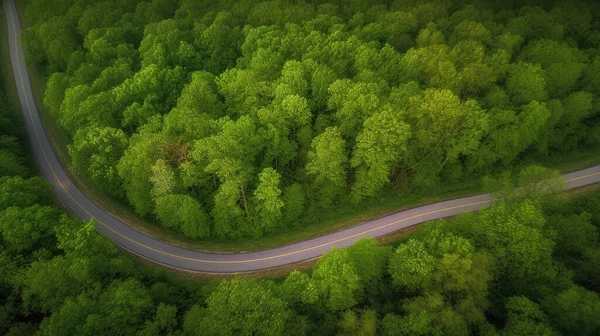 aerial photography of curved road on summer, colorful sumer nature colors on trees with sunset light.