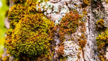 Ağaç kabuğunda yetişen canlı yeşil yosunların makro görüntüsü, doğal doku, orman detayları, biyolojik çeşitlilik yakın plan.