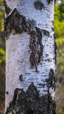 Ağaç gövdesi belirgin beyaz ağaç kabuğu, orman detayı, doğal doku deseni, orman bitkisinin karakteristik özelliği.