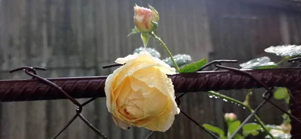 Çiyli güzel bir gül. düğün kavramı.
