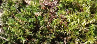 Ağaçta yeşil yosun