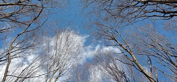 Puun Oksat Metsässä — kuvapankkivalokuva