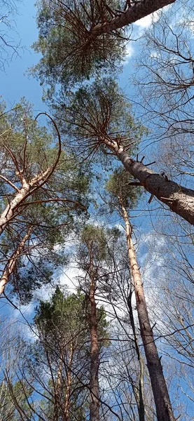 Ormandaki ağaç dalları