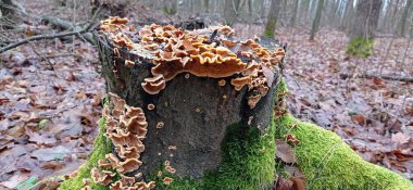 Ormanda sonbahar ağacı, bitki örtüsü, yapraklar, ağaçlar.