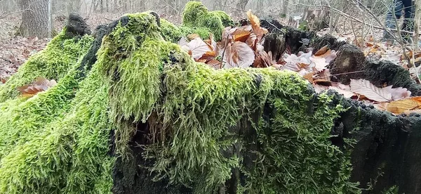 Beyaz arka planı olan bir ağacın gövdesinde yeşil yosun var..