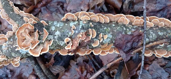 아름다운 버섯들 가까이 — 스톡 사진