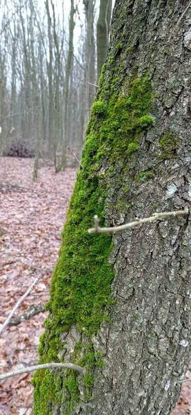 Yerde yeşil yosun var. Doğa, manzara, ağaçlar, orman