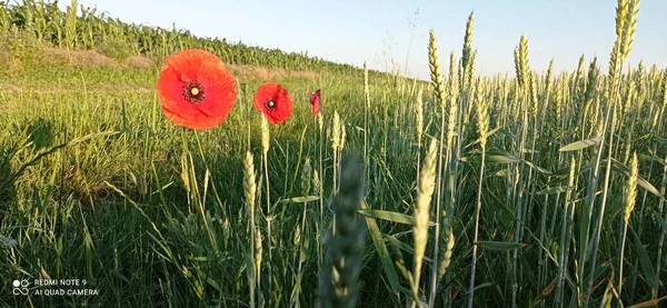 Tarlada güzel kırmızı gelincik çiçekleri