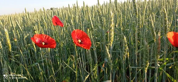 tarlada kırmızı gelincik çiçekleri