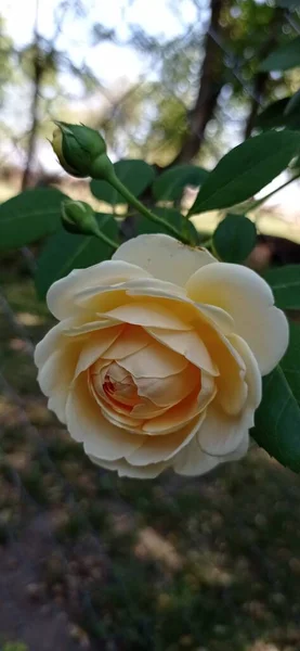 Güzel botanik fotoğrafı, doğal duvar kağıdı.