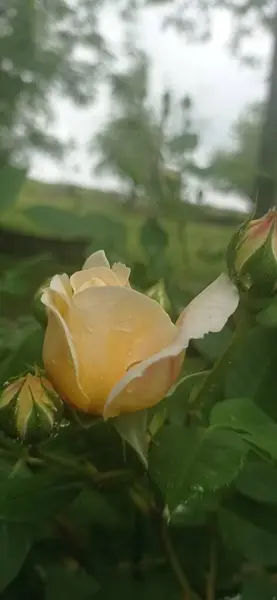 Güzel botanik fotoğrafı, doğal duvar kağıdı.