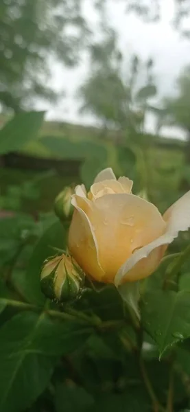 Güzel botanik fotoğrafı, doğal duvar kağıdı.