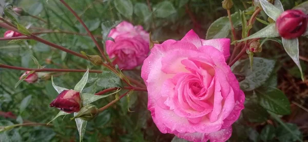 Bahçedeki güzel pembe güller