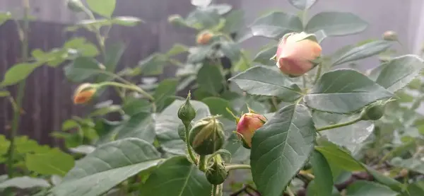 Bahçedeki güzel gül çiçekleri