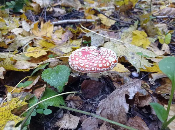 amanita muscaria mantar ormanında
