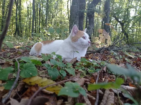 Yeşil çimenlikteki şirin kedi