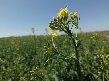 Sarı çiçekler tarlada