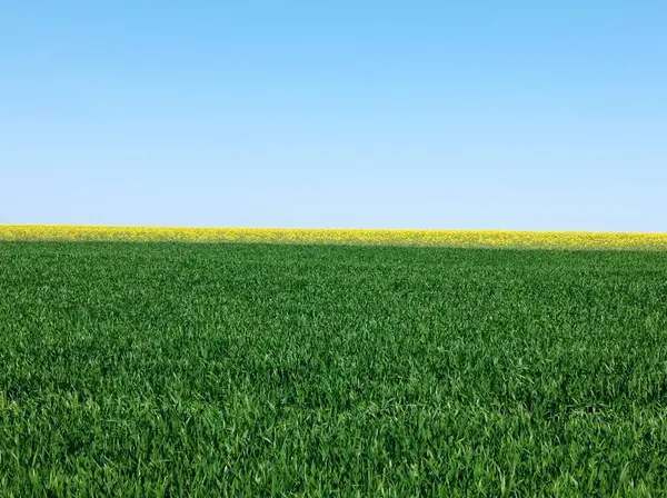 Yaz sarı buğday alanında