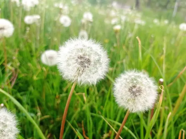 Güzel botanik fotoğrafı, doğal duvar kağıdı.