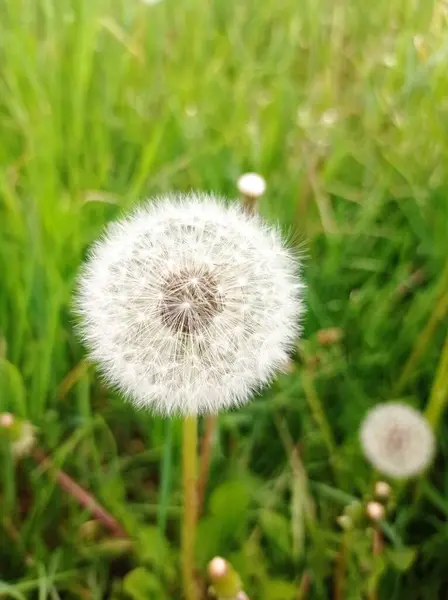 çim Karahindiba çiçeği