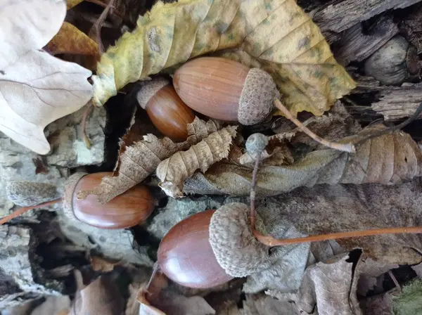 Sonbahar yaprakları, sonbahar çiçekleri.