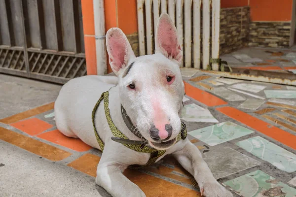 Pitbull Mükemmelliği: Sadık Bir Köpeğin Güzel Portresi