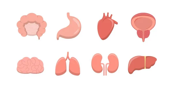 Collecte Icônes Organes Humains Diagrammes Anatomiques Vectoriels Plats Système Digestif — Image vectorielle