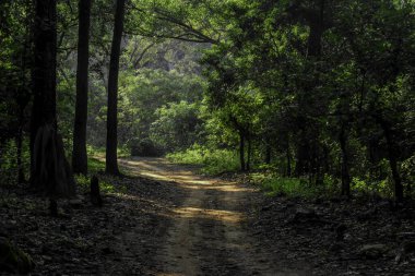 Jim Corbett Ulusal Parkı 'nın yoğun ormanlarında güzel bir patika. 