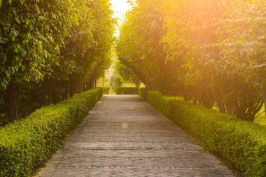 Road to success nature has bright lighting, Golden hour background wallpaper for empty space for text and messages to write 