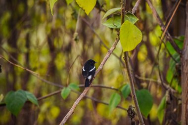 The oriental magpie-robin is a small passerine bird occurring across most of the Indian subcontinent and parts of Southeast Asia. The oriental magpie-robin is the national bird of Bangladesh.