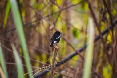 The oriental magpie-robin is a small passerine bird occurring across most of the Indian subcontinent and parts of Southeast Asia. The oriental magpie-robin is the national bird of Bangladesh.