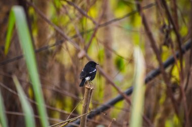 The oriental magpie-robin is a small passerine bird occurring across most of the Indian subcontinent and parts of Southeast Asia. The oriental magpie-robin is the national bird of Bangladesh.