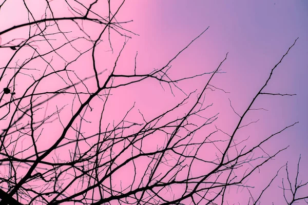 purple-colored mystical sky, cold air, and moonlight. A bottom-up view of leafless dried tree branches.