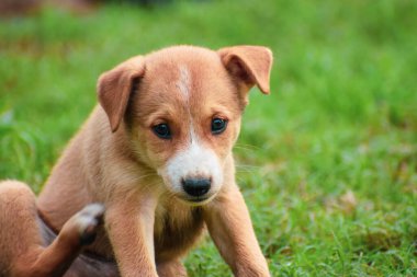 The cutest puppy looking at the camera