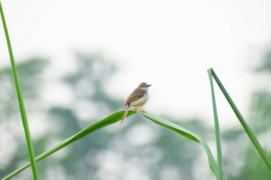 Brown Prinia smaller birds