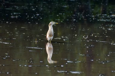 Indian Pond Heron, Ardeola gray, in the nature swamp habitat, Bird in the water for hunting. Brown heron from Asia.